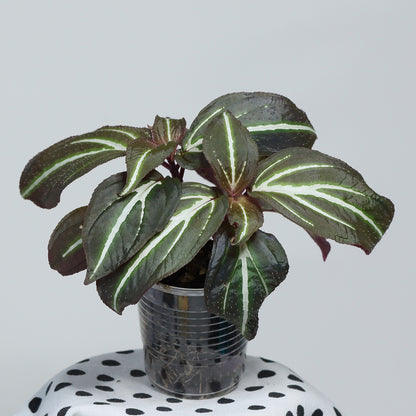 Sonerila sp. (Flourescent Three Stripes)