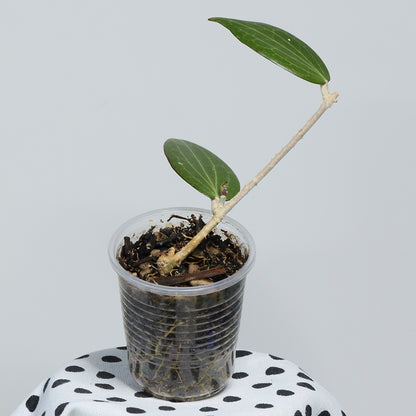 Hoya pachyphylla