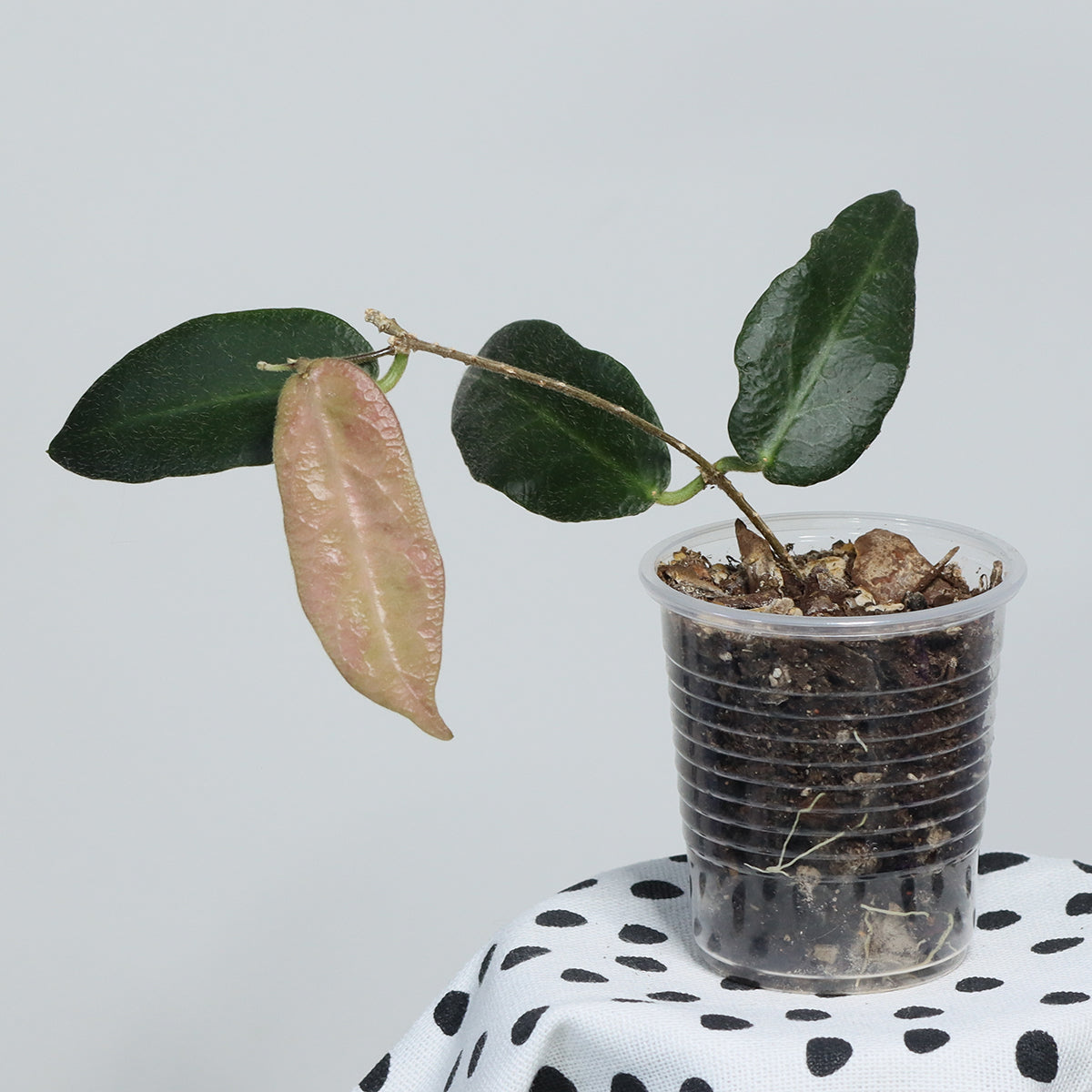 Hoya patella (IML-1096, pink)