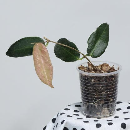 Hoya patella (IML-1096, pink)