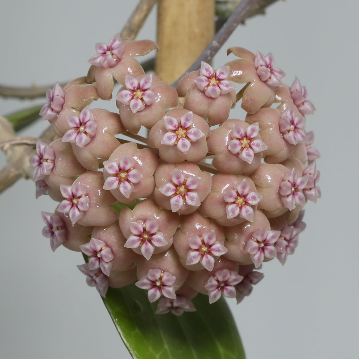 Hoya pachyphylla