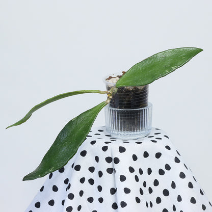 Hoya kloppenburgii (Tenom, long leaves)