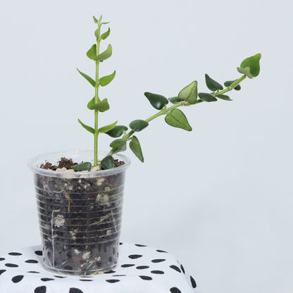 Hoya sp. aff. chinghungensis