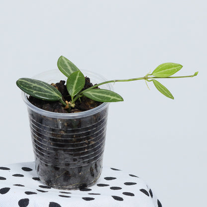 Dischidia ovata