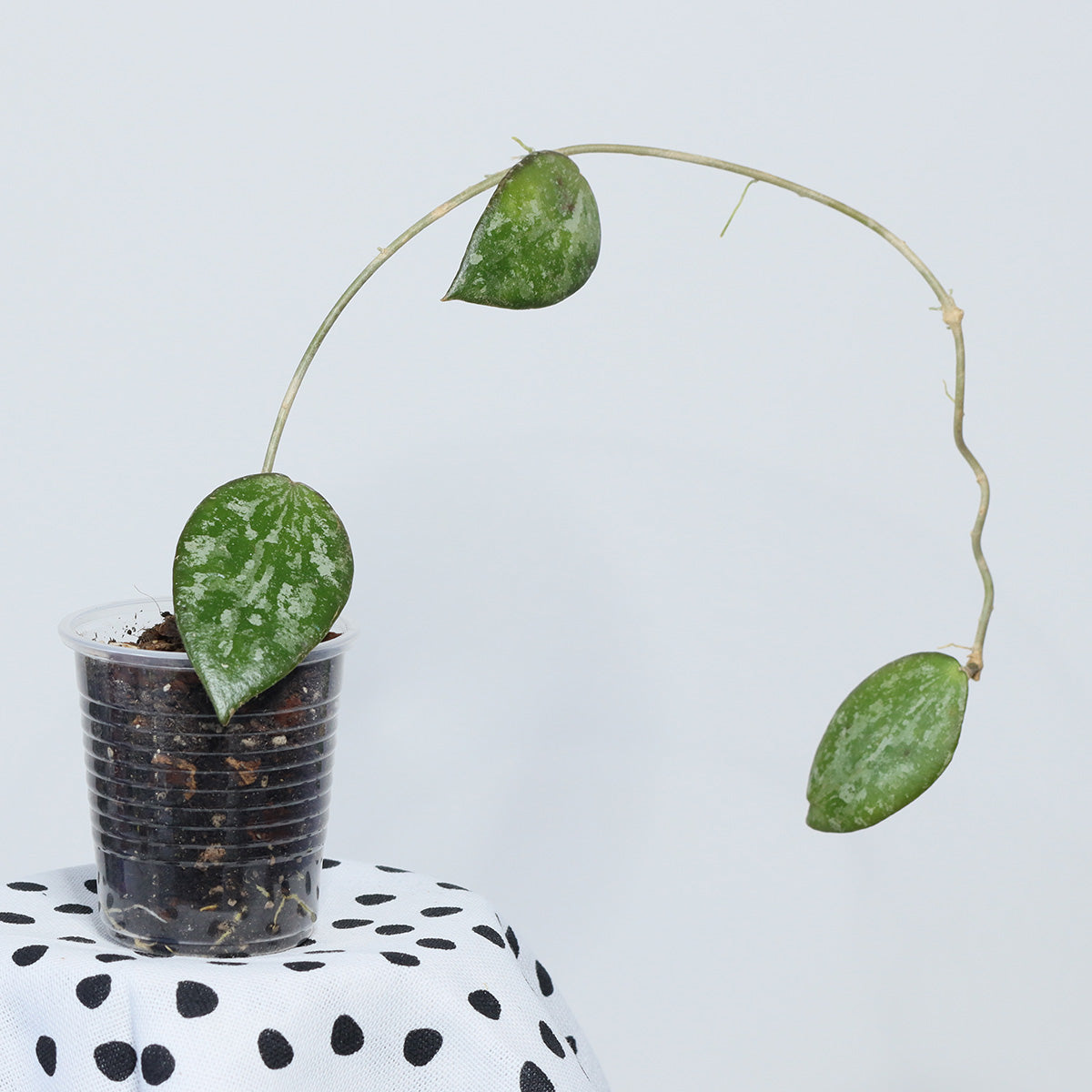 Hoya sp. Indonesia