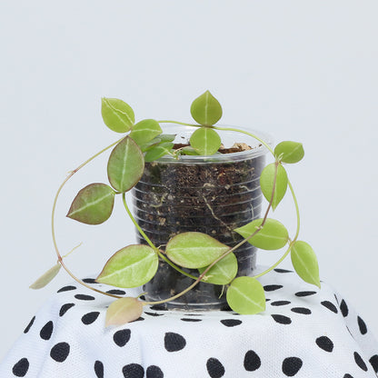 Dischidia ovata ( IML549, EPC 36D)