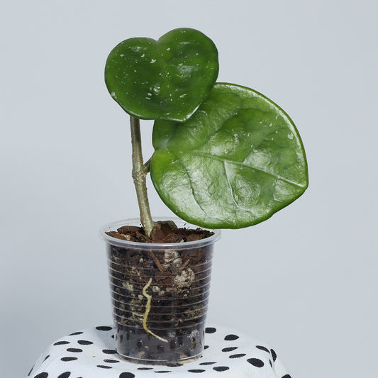 Hoya carnosa 'Chelsea'