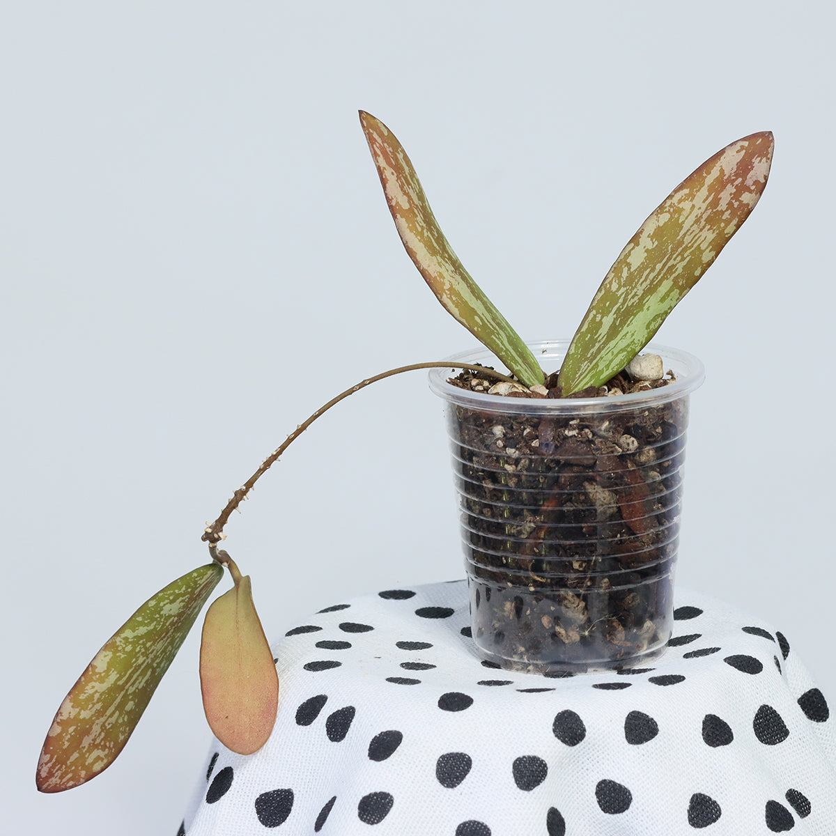 Hoya sigillatis ssp. sigillatis