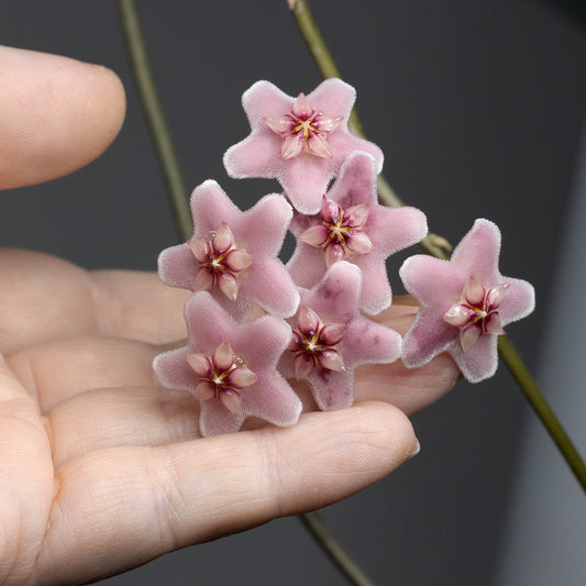 Hoya carnosa (big, pink flower)