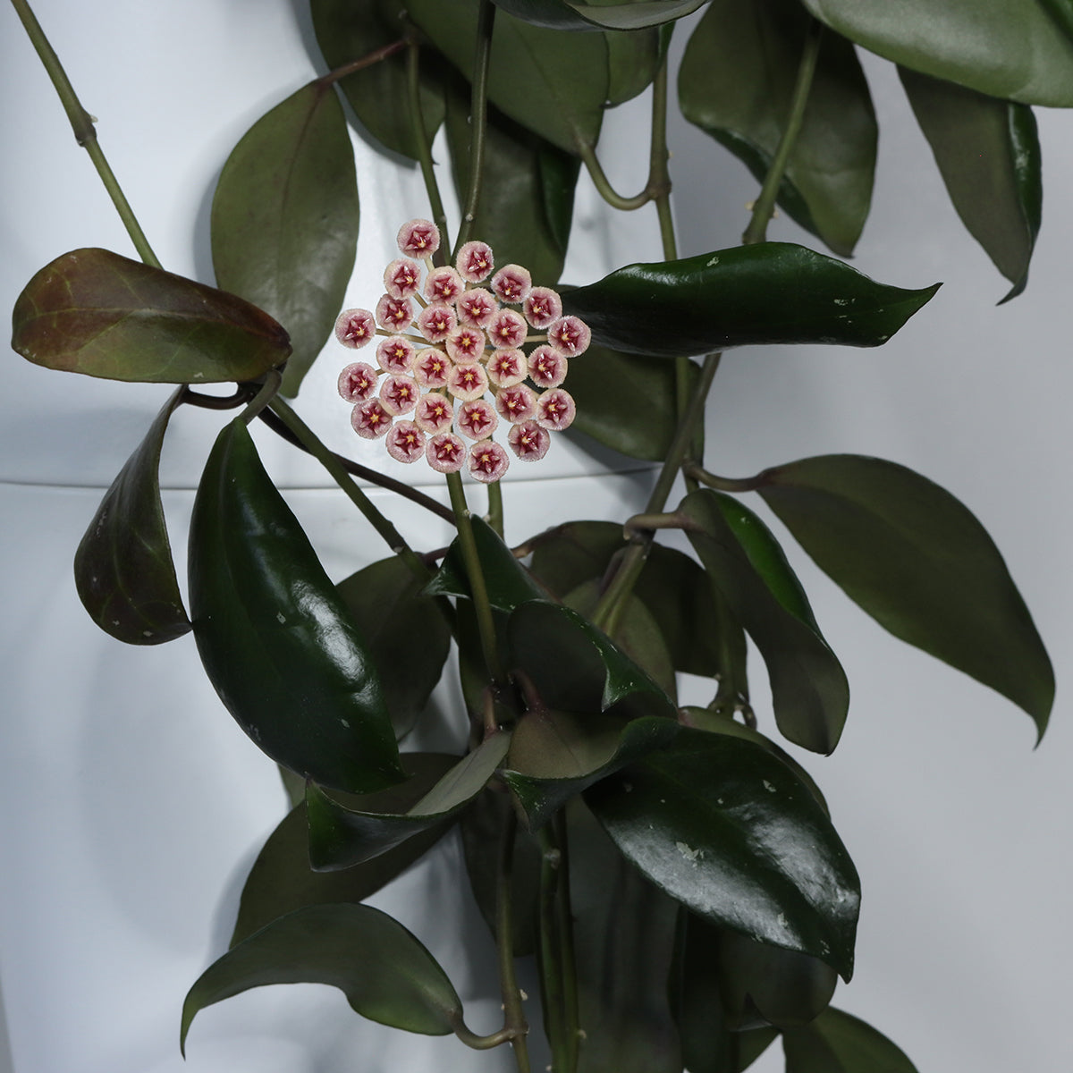 Hoya sipitangensis (EPC-949)
