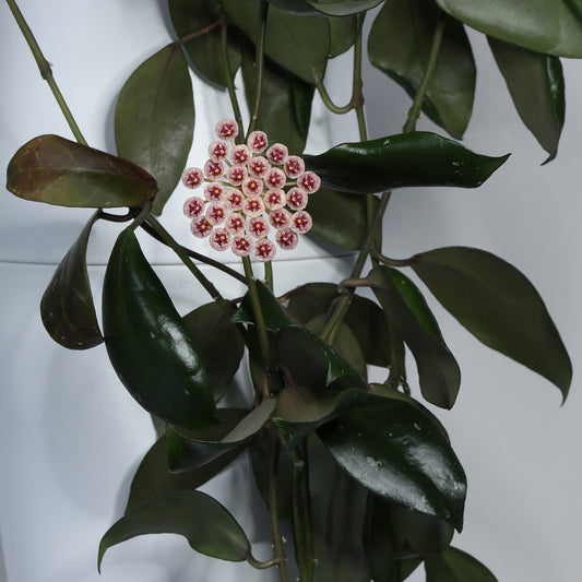 Hoya sipitangensis (EPC-949)