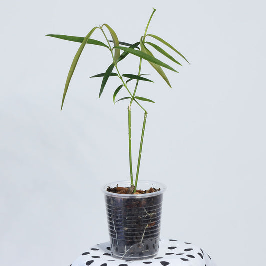 Hoya yvesrocheri (NS08-030)