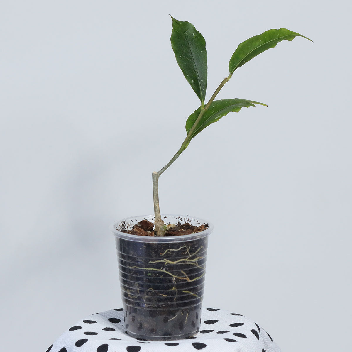 Hoya sp. Tanggamus (green flower)