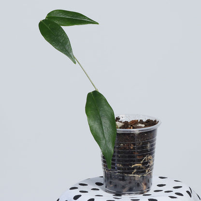 Hoya paradisea (NS11-159)