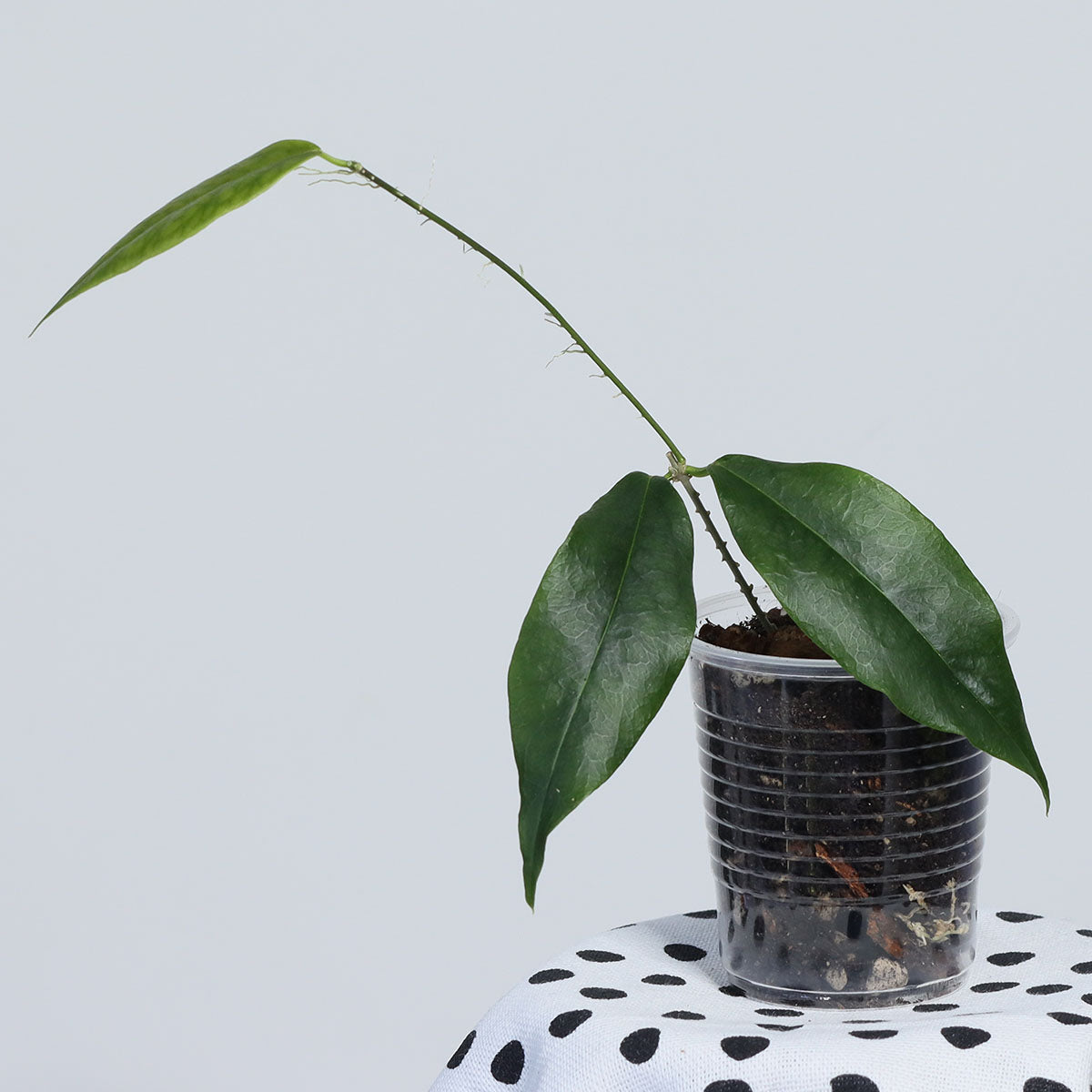 Hoya paradisea (NS11-159)