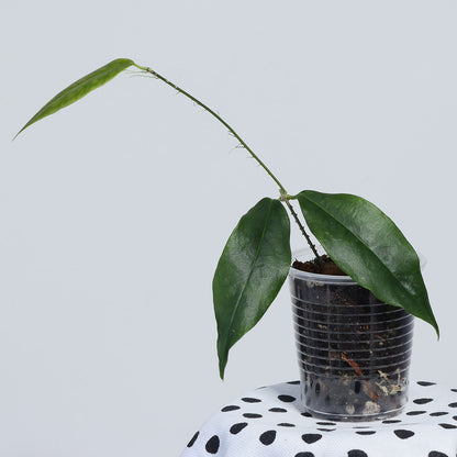 Hoya paradisea (NS11-159)