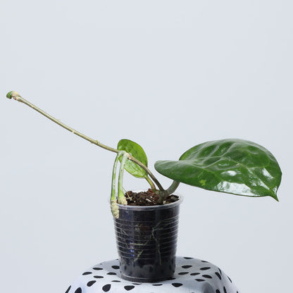 Hoya hanhiae (yellow/pink)