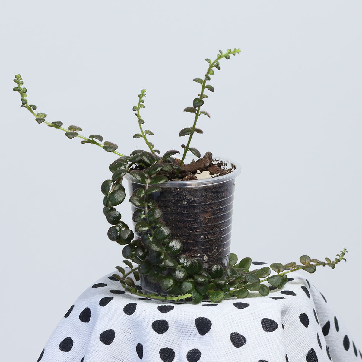 Columnea microphylla