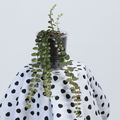 Columnea microphylla