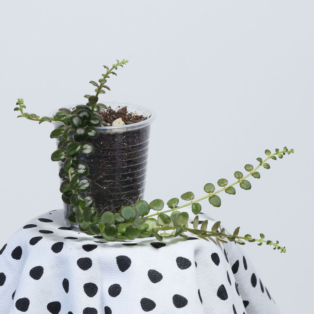 Columnea microphylla