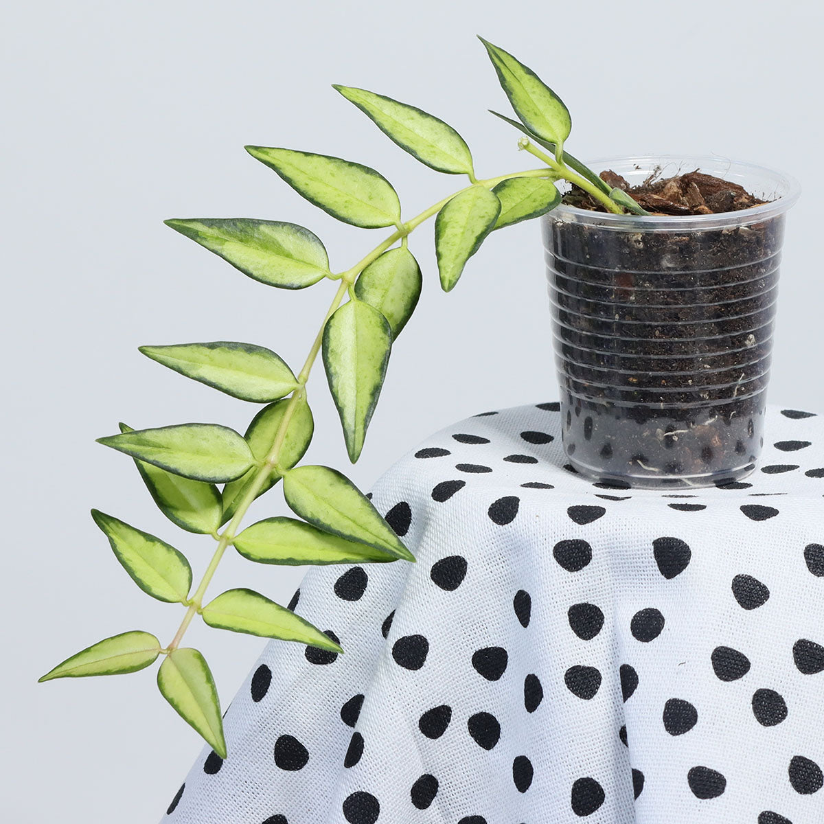 Hoya bella (innervariegerad)