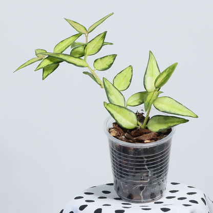 Hoya bella (innervariegerad)