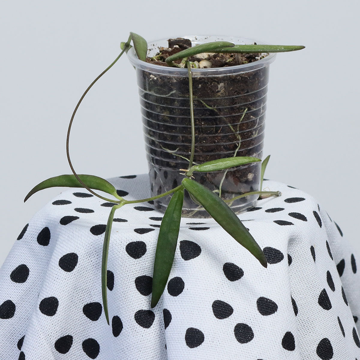 Dischidia sp. aff. thaithongiae