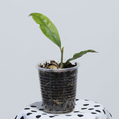 Hoya sp. Tanggamus (green flower)