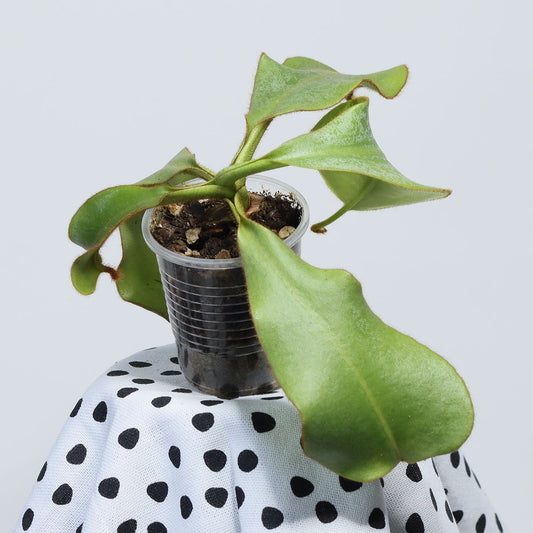 Nepenthes veitchii (Kelabit Highlands)