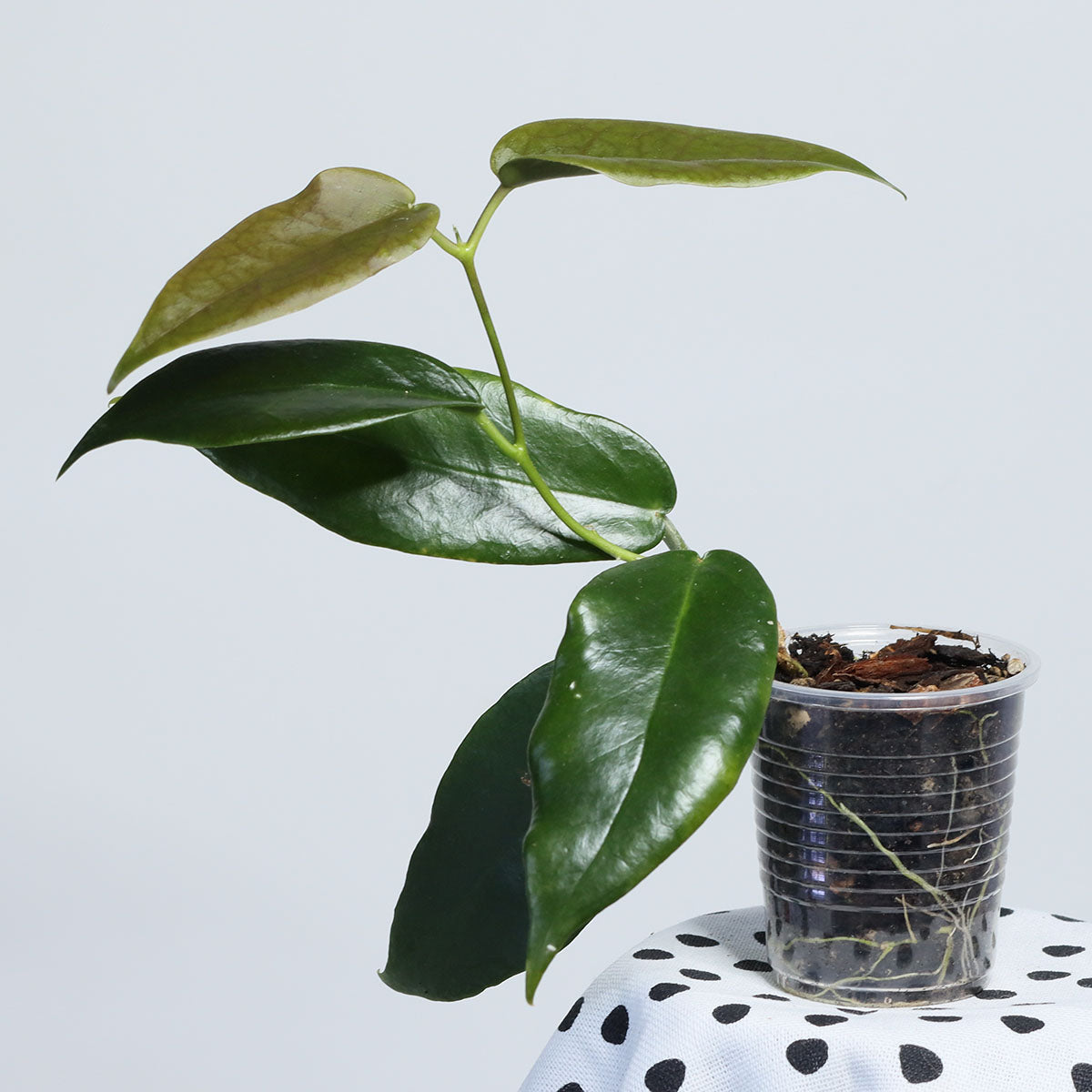 Hoya macgillivrayi (Coen River, Qld, IML16)