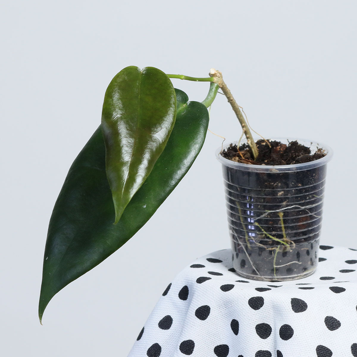 Hoya macgillivrayi (Coen River, Qld, IML16)
