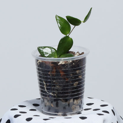 Dischidia sp. Borneo