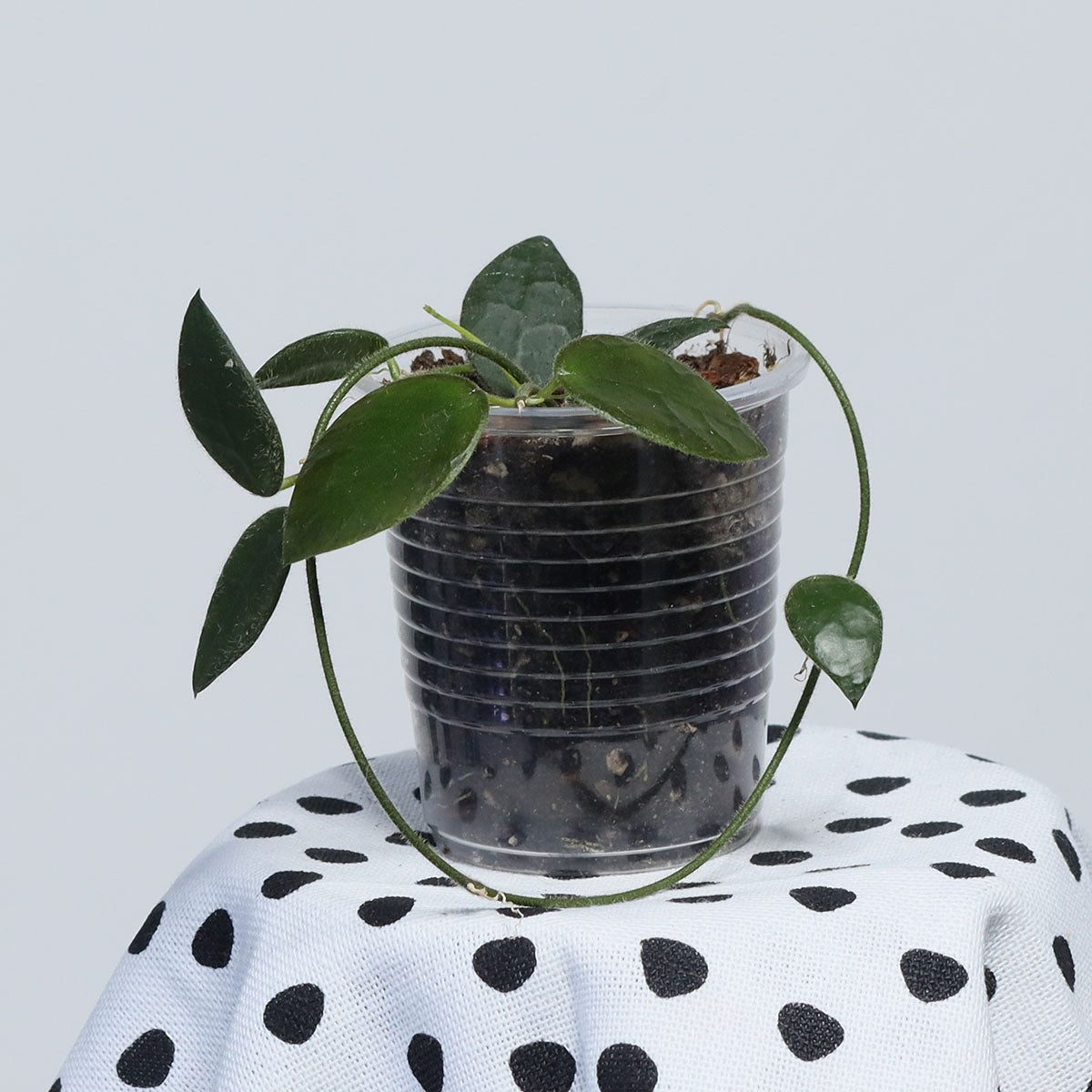 Dischidia sp. (red flower)