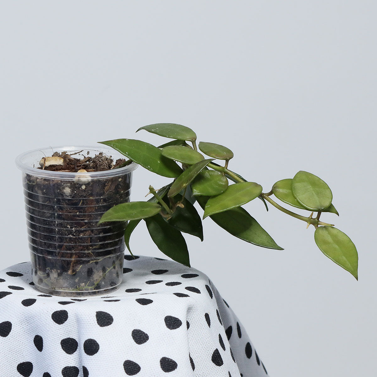 Hoya sp. cf. lacunosa (BL12-089, Södra Malaysia)