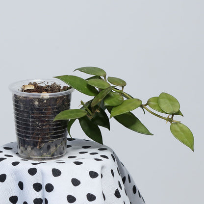 Hoya sp. cf. lacunosa (BL12-089, Södra Malaysia)