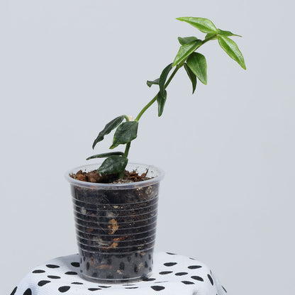 Hoya sp. cf. bella (PES03, Chiangmai)