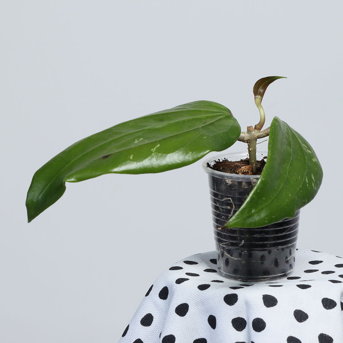 Hoya sp. Narathiwat, Thailand (EPC-209. NRT-1)