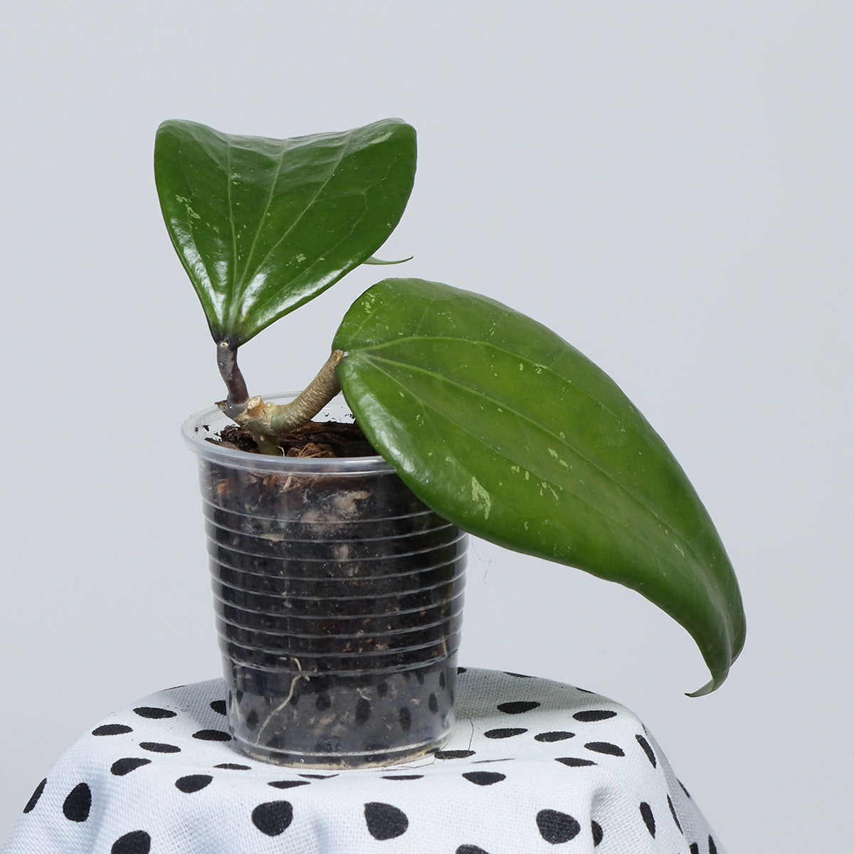 Hoya sp. Narathiwat, Thailand (EPC-209. NRT-1)