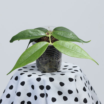 Hoya danumensis ssp. amarii (Indonesia)