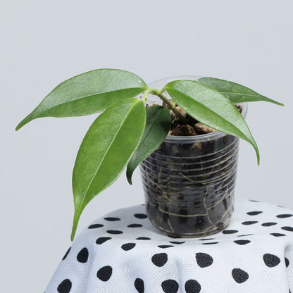 Hoya danumensis ssp. amarii (Indonesia)