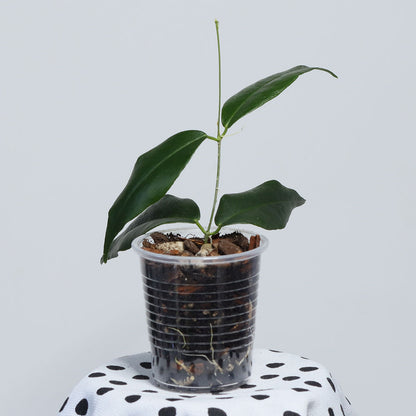 Hoya paradisea (NS11-159)