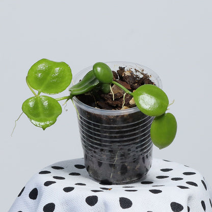 Dischidia major (Big Form)