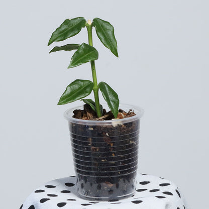 Hoya sp. cf. bella (PES03, Chiangmai)