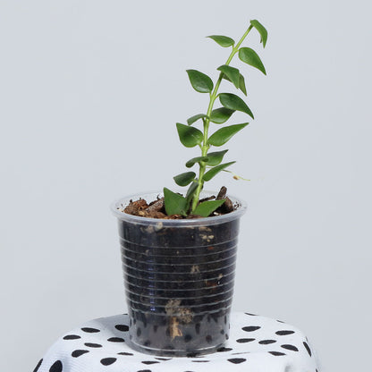 Hoya sp. aff. chinghungensis