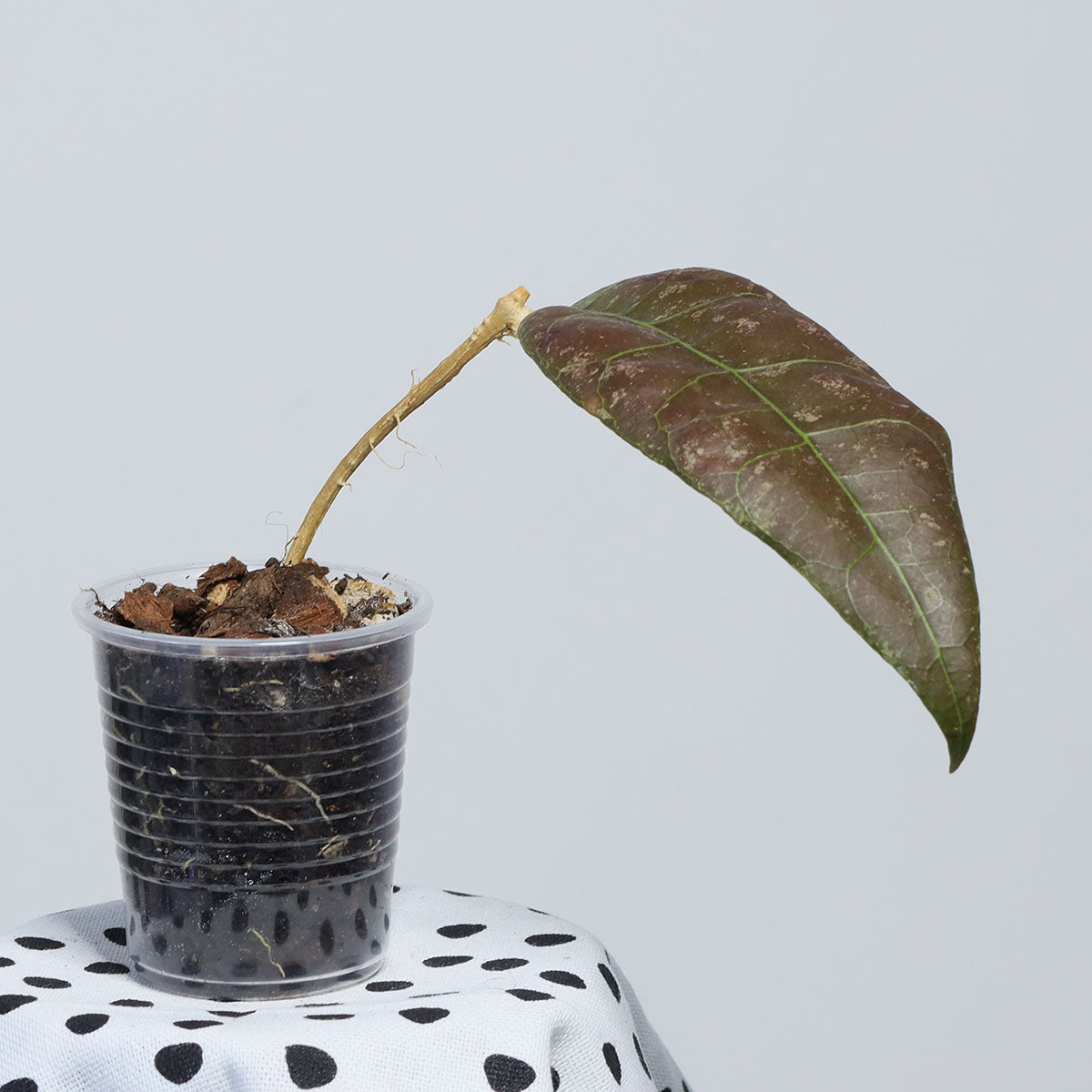 Hoya sp. aff. lambii (Borneo)