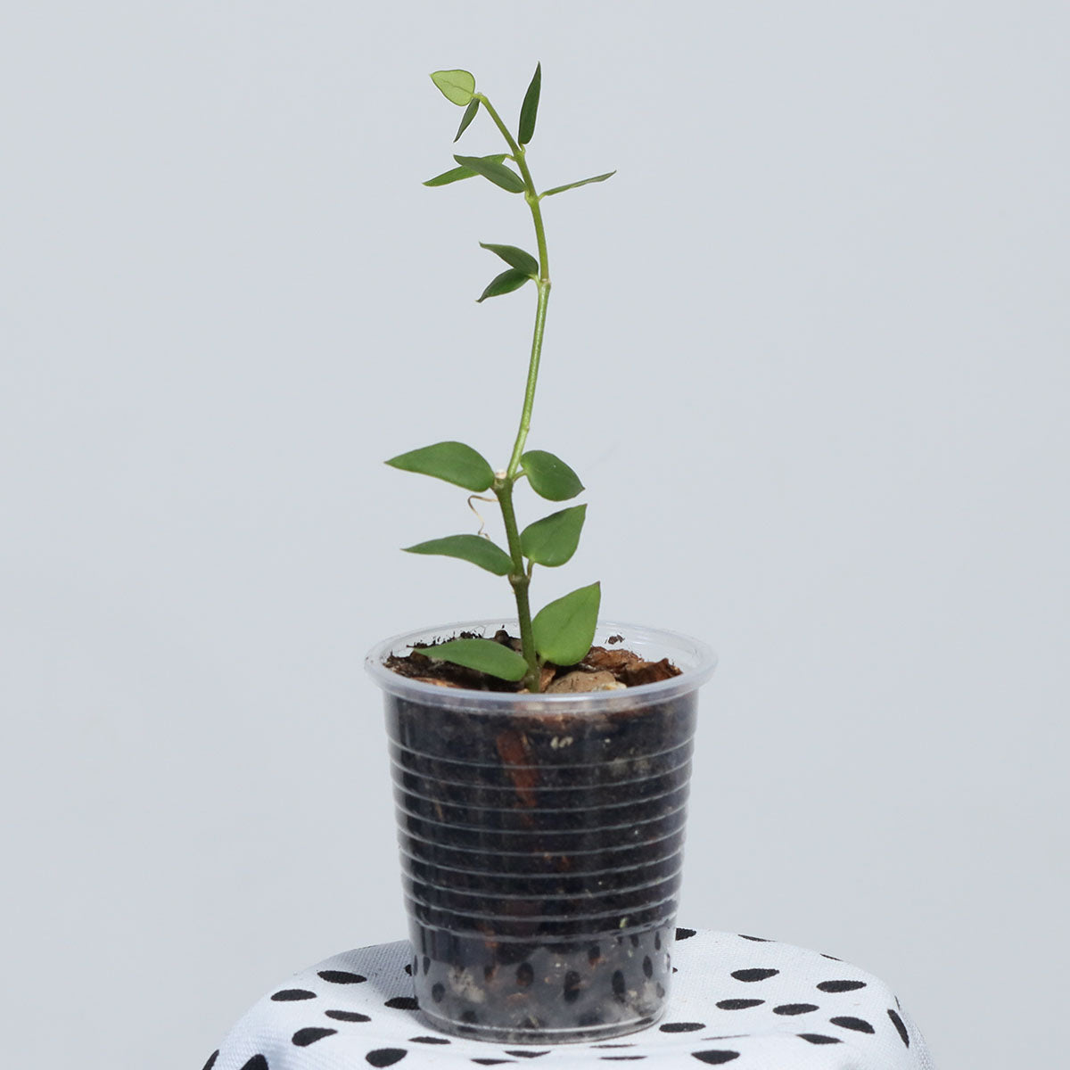 Hoya longicalyx (Kina)