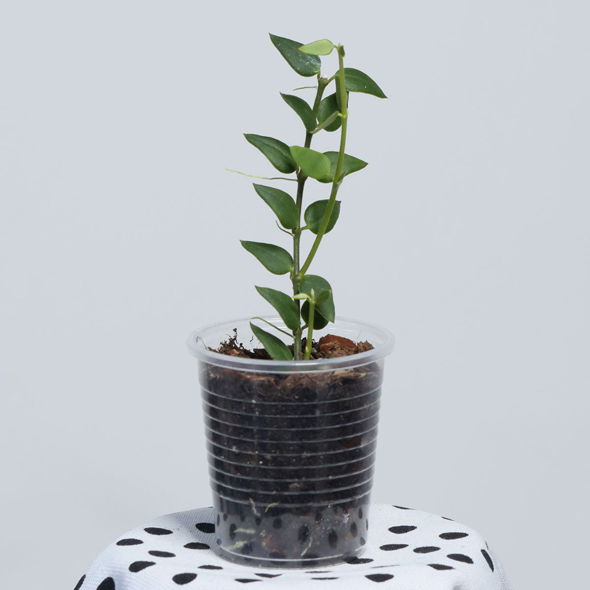 Hoya longicalyx (Kina)