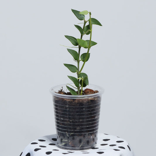 Hoya longicalyx (Kina)