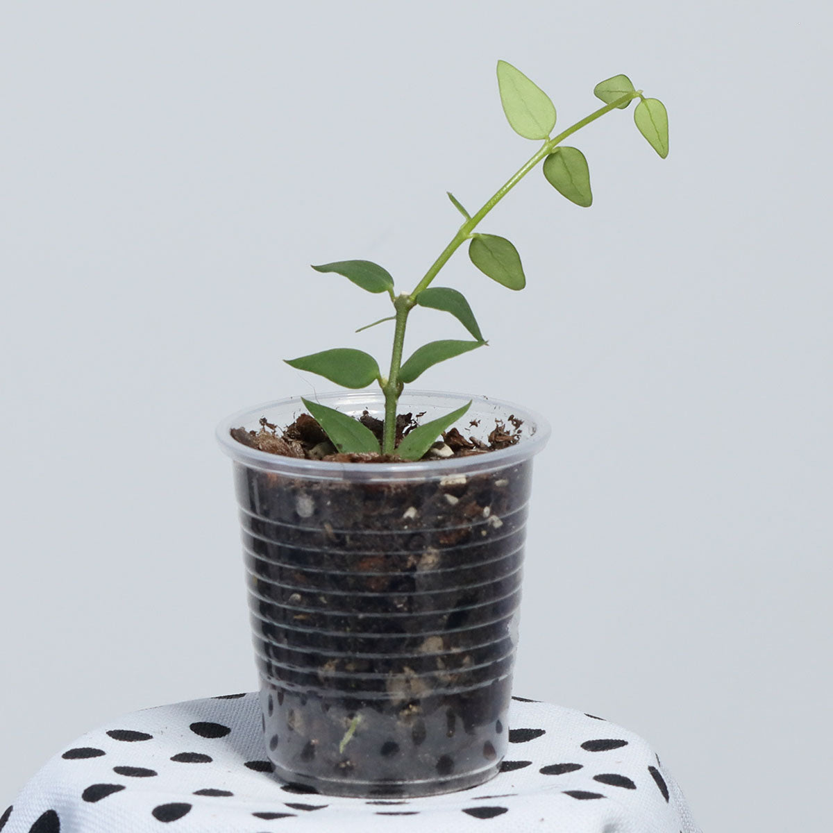 Hoya longicalyx (Kina)