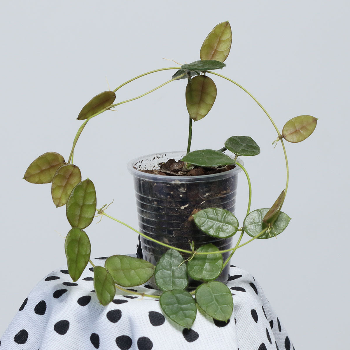 Dischidia hirsuta (NS00-012, Philippines, gula blommor)